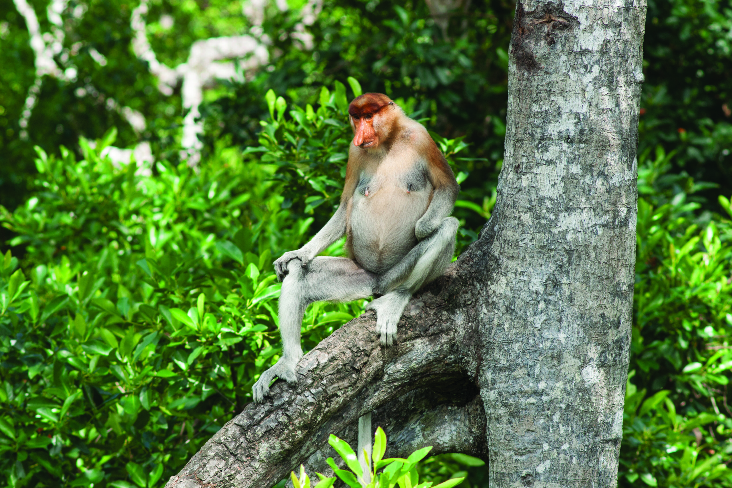 Proboscus monkey Danum valley Borneo